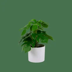 Plantes Artificielles^CASA MONSTERA Plante Diverses Couleurs